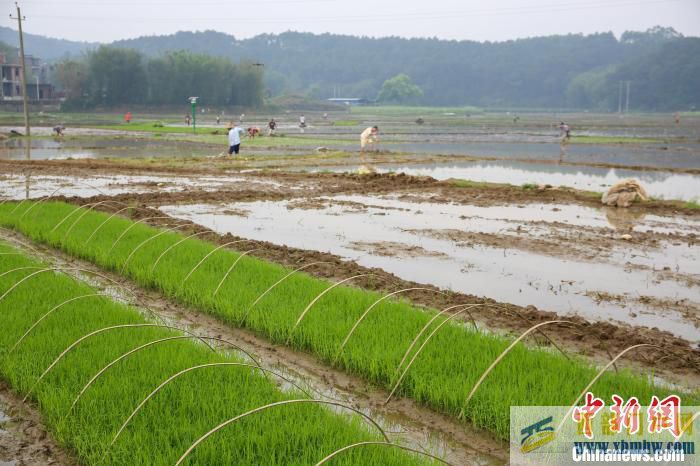 广西梧州开启春季水稻耕作(图1)