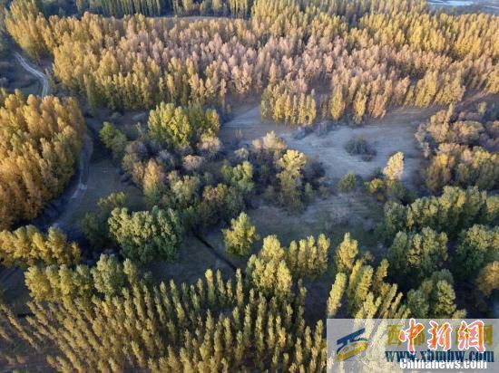新疆博州：博尔塔拉河谷层林尽染(图3)