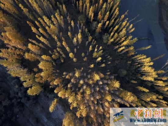 新疆博州：博尔塔拉河谷层林尽染(图1)