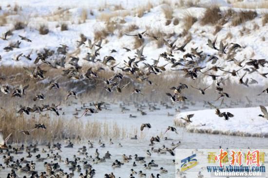 新疆博尔塔拉河谷泉水不结冰大批候鸟前来越冬(图1)