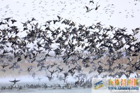 新疆博尔塔拉河谷泉水不结冰大批候鸟前来越冬(图3)