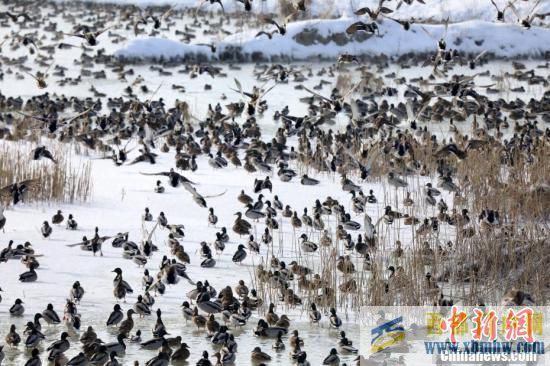 新疆博尔塔拉河谷泉水不结冰大批候鸟前来越冬(图4)