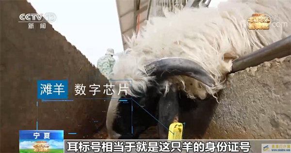 【走进老区看新貌】宁夏盐池：科技赋能小羊撬动大产业(图1)