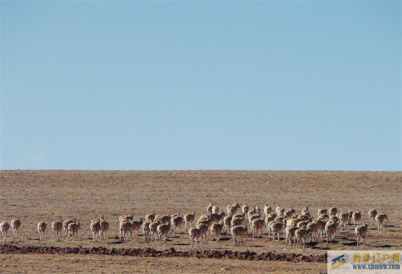 青海可可西里藏羚羊开始年度大迁徙(图1)
