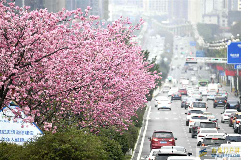贵州黔西南：樱花烂漫 都市春意盎然(图1)