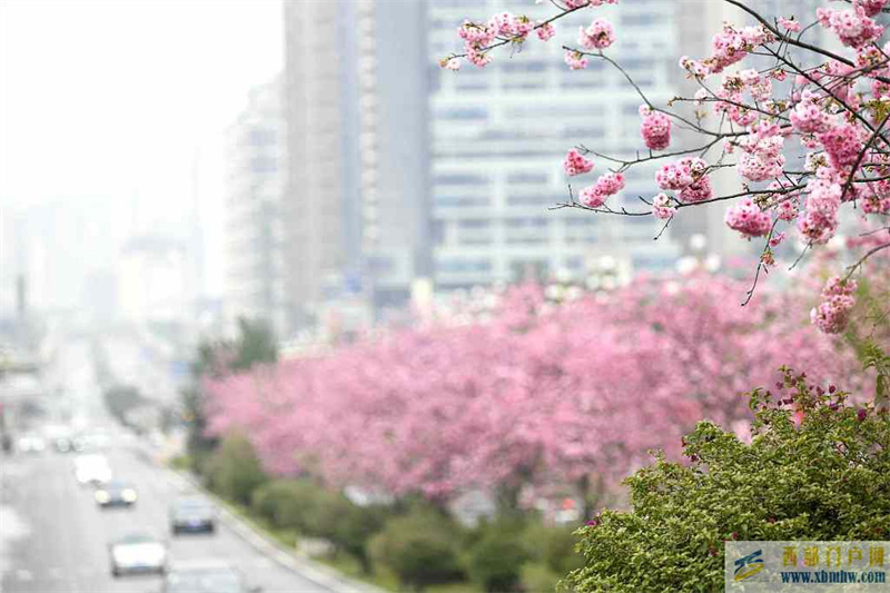 贵州黔西南：樱花烂漫 都市春意盎然(图3)