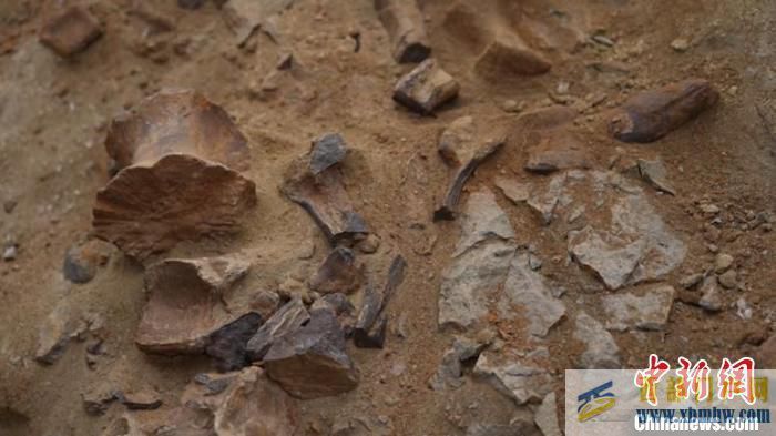 内蒙古发现一处新的恐龙化石初判为禽龙类化石(图1)