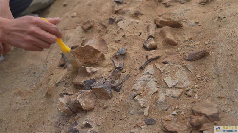 内蒙古发现的这条“龙”，约有1.25亿岁(图1)
