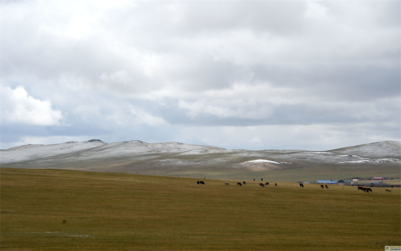内蒙古：草原降雪(图1)