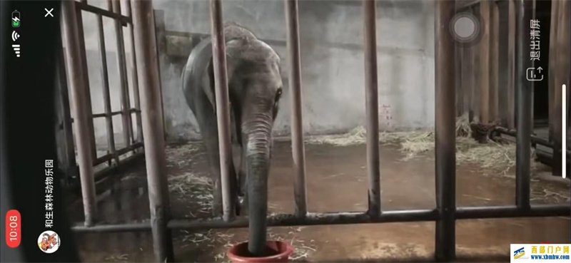 亚洲象“莫莉”已送往昆明动物园，此前曾被曝参与动物表演(图1)