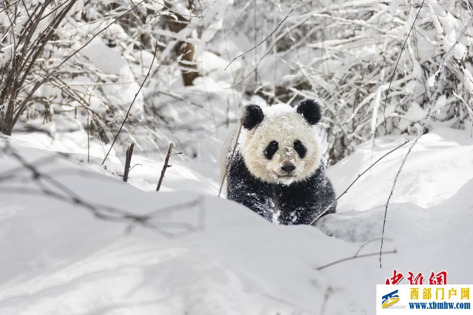 四川阿坝迎来降雪大熊猫雪中撒欢(图1)