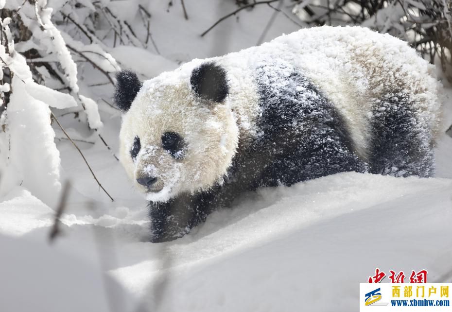 四川阿坝迎来降雪大熊猫雪中撒欢(图3)