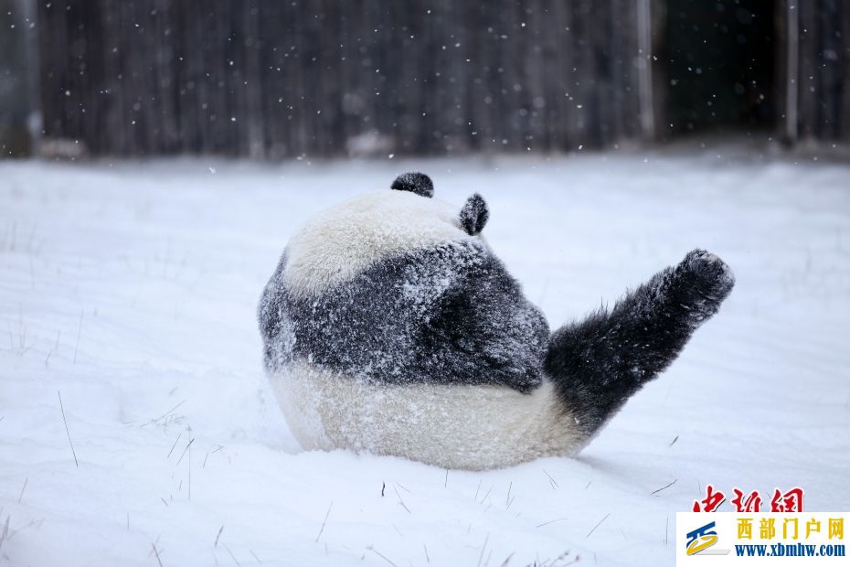 四川阿坝：“海归”大熊猫雪中玩耍(图1)
