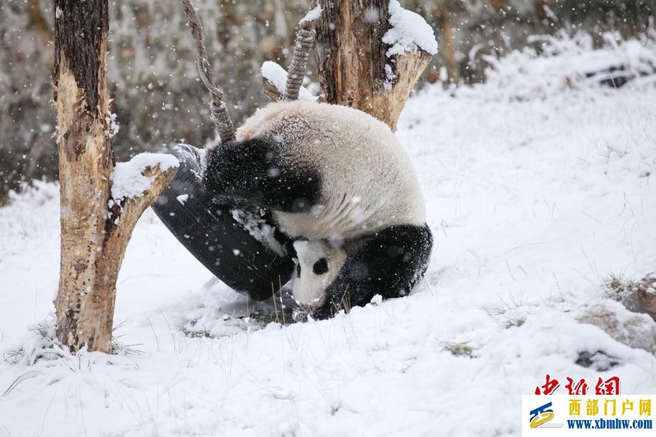 四川阿坝：大熊猫“小礼物”雪中嬉戏(图1)