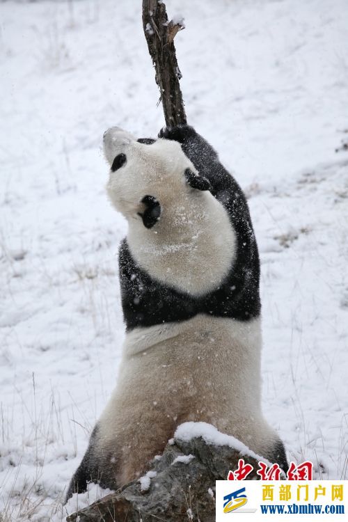 四川阿坝：大熊猫“小礼物”雪中嬉戏(图3)
