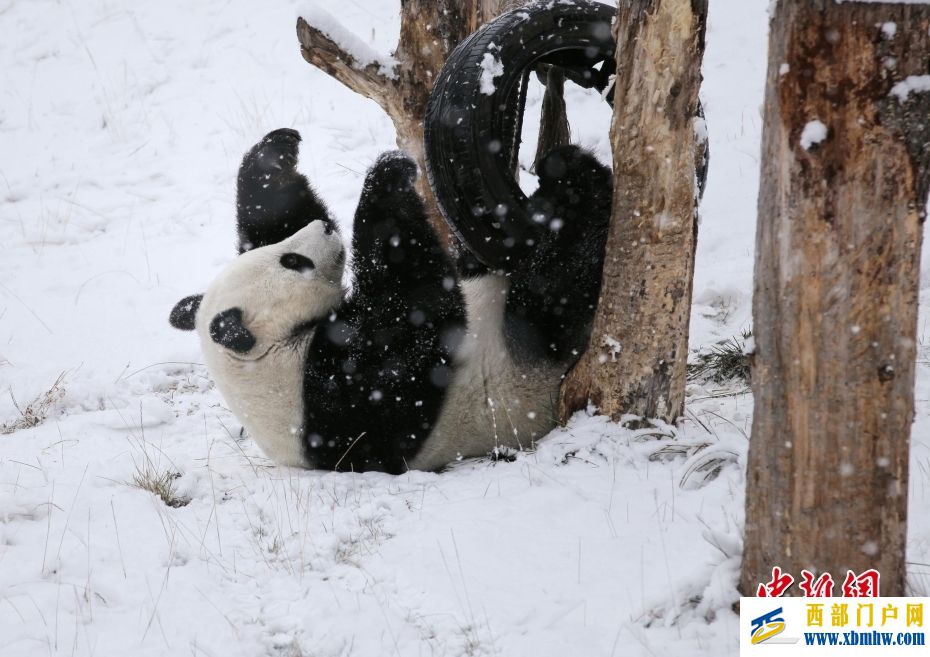 四川阿坝：大熊猫“小礼物”雪中嬉戏(图4)