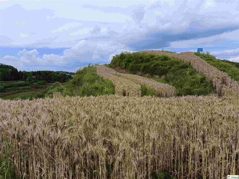垫江土地宜机化整治见成效6000亩小麦获丰收(图1)