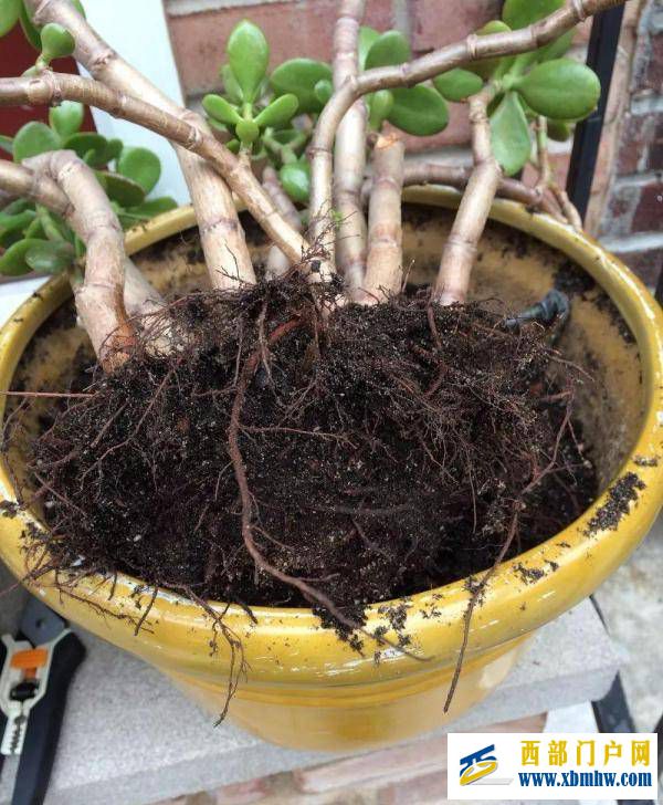 若玉树的根茎腐烂了，用什么方法能够救活玉树？(图2)