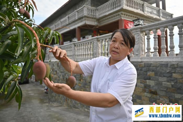 广西女村医跨界种植芒果带富一方冀百色芒果走出国门(图1)