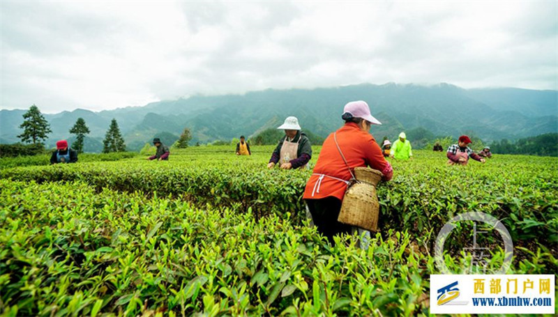 丰收景象！酉阳高山云雾茶进入采摘期(图1)