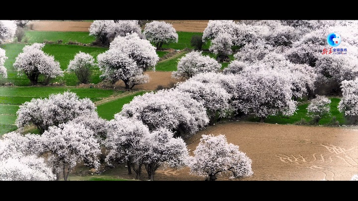 桃花映雪峰，这里是西藏波密！(图1)