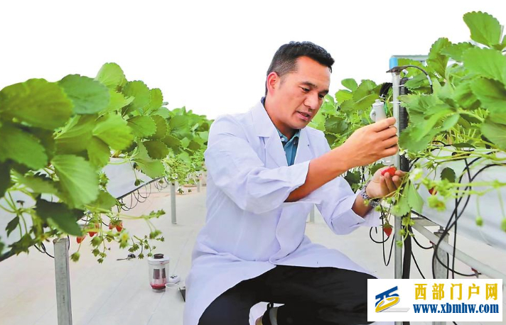 云南省农业科学院草莓研发团队不懈创新取得丰硕成果(图1)