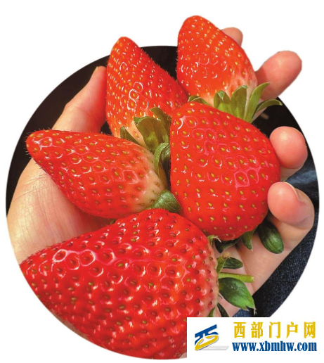 云南省农业科学院草莓研发团队不懈创新取得丰硕成果(图2)