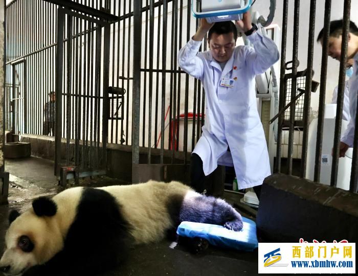 重庆大熊猫软组织损伤 动物园借助园外医疗设备联合医疗专家会诊(图3)