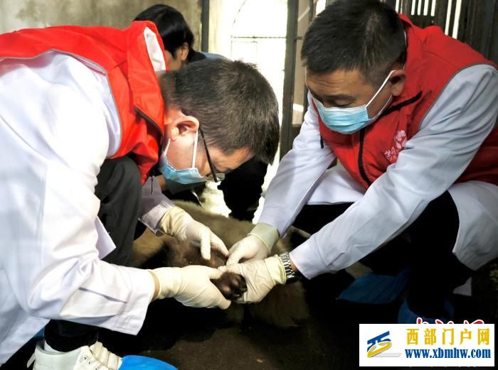 重庆大熊猫软组织损伤 动物园借助园外医疗设备联合医疗专家会诊(图5)
