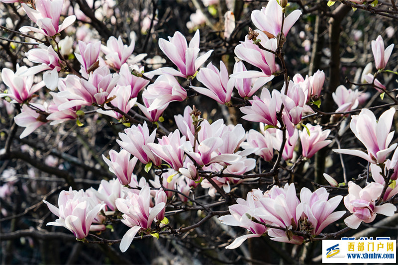 云南昆明：玉兰花开俏枝头(图3)