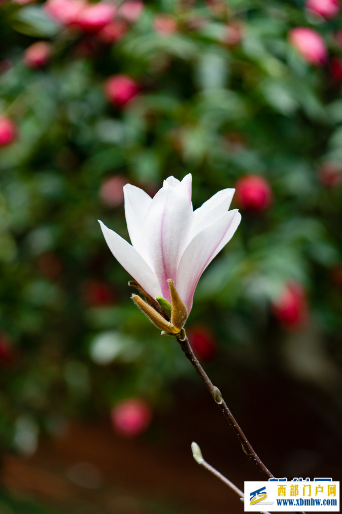 云南昆明：玉兰花开俏枝头(图5)