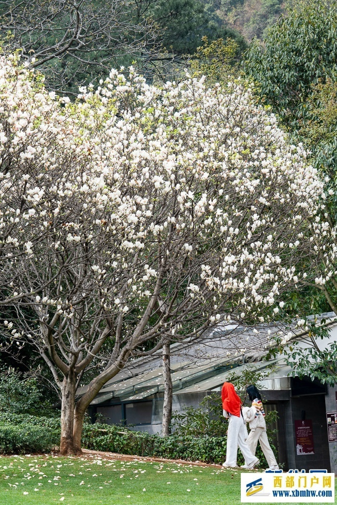 云南昆明：玉兰花开俏枝头(图6)