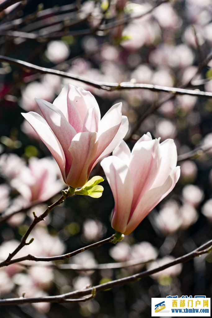 云南昆明：玉兰花开俏枝头(图7)