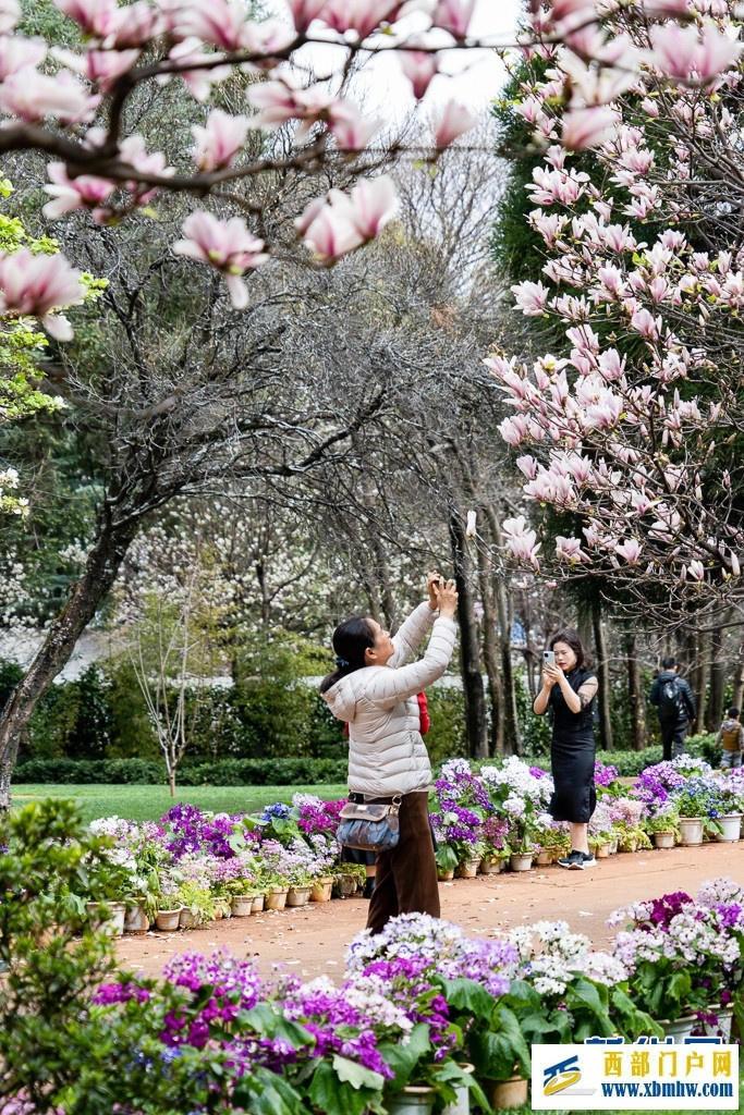 云南昆明：玉兰花开俏枝头(图9)