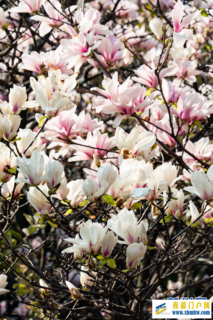 云南昆明：玉兰花开俏枝头(图10)