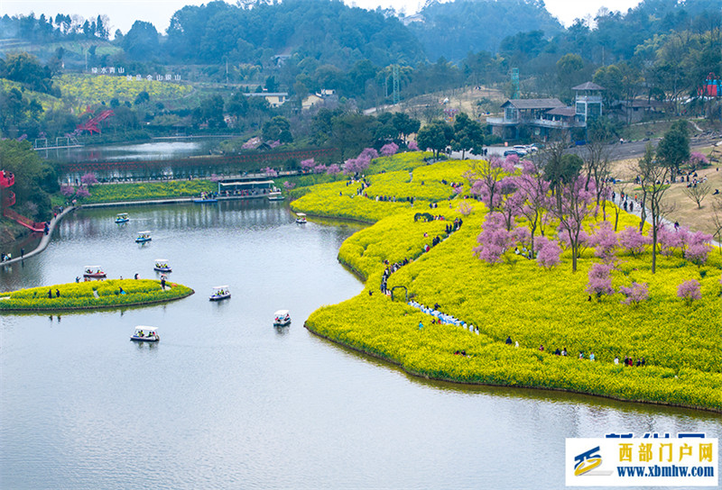 重庆巴南：花海踏春景如画(图1)