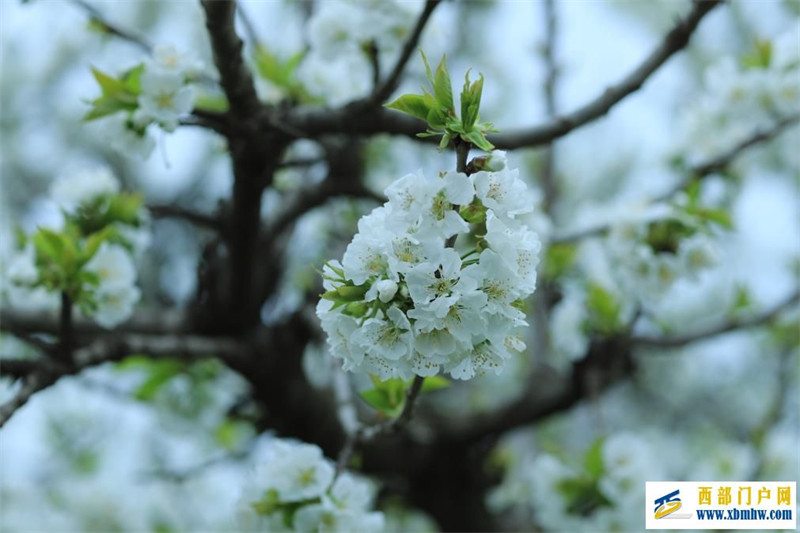 四月来陕西眉县赴一场樱花之约(图2)