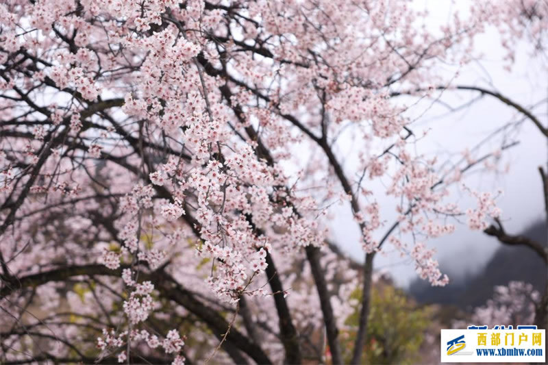 西藏林芝桃花节开幕：一起“桃”醉高原春天里(图7)