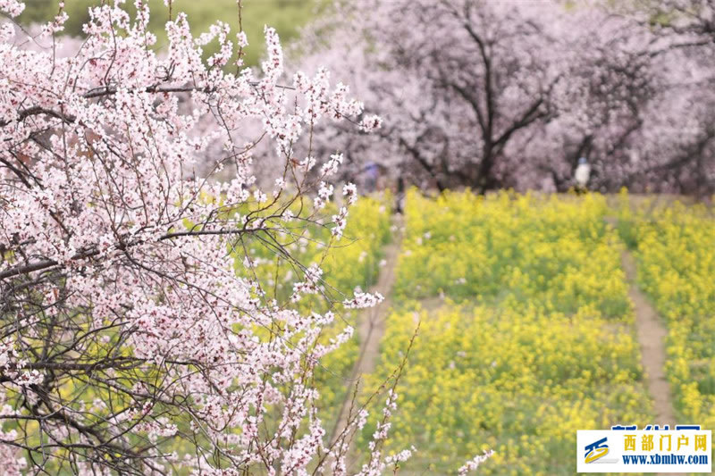 西藏林芝桃花节开幕：一起“桃”醉高原春天里(图8)