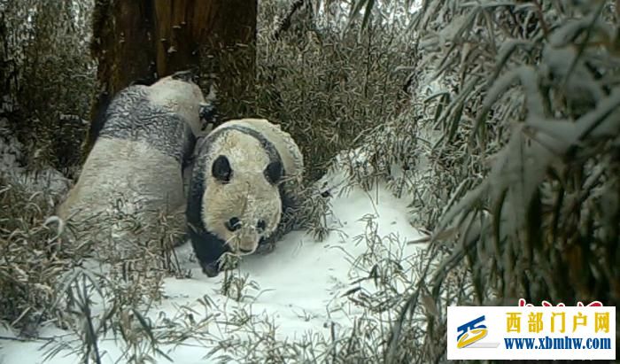 四川宝兴：红外相机拍摄到大熊猫母子同框画面(图1)