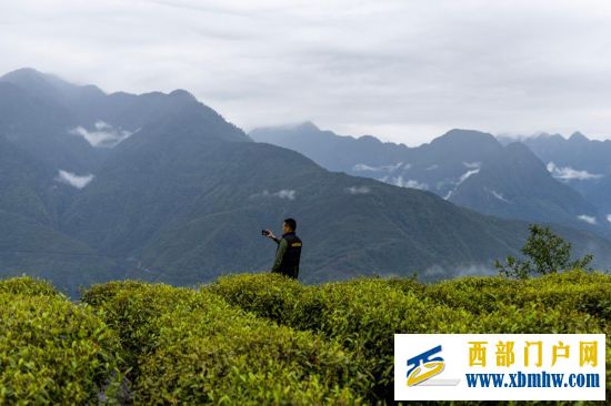 西藏墨脱：茶园飘香富山民(图1)