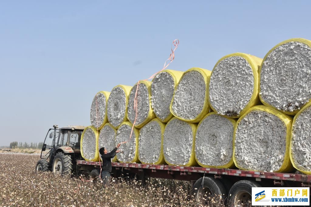 科技赋能丰收——新疆棉花采收一线见闻(图1) 科技赋能丰收——新疆棉花采收一线见闻(图1)