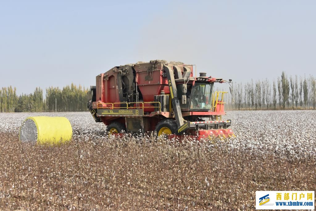 科技赋能丰收——新疆棉花采收一线见闻(图3) 科技赋能丰收——新疆棉花采收一线见闻(图3)