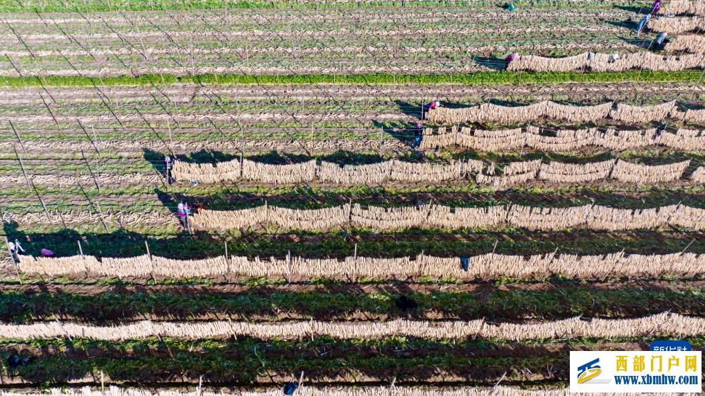 宁夏红寺堡萝卜丰收(图1) 宁夏红寺堡萝卜丰收(图1)