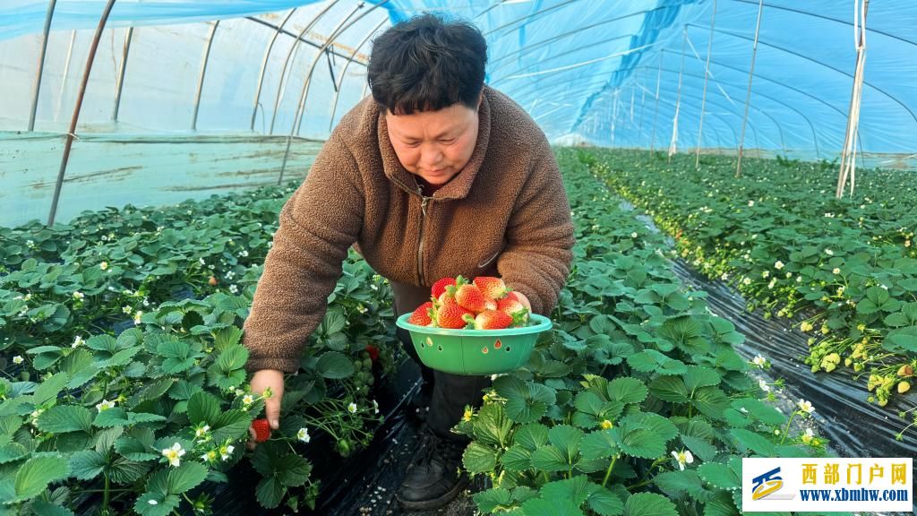 陕西眉县:冬日草莓迎来采摘季(图1) 陕西眉县:冬日草莓迎来采摘季(图1)