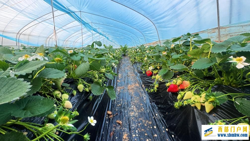 陕西眉县:冬日草莓迎来采摘季(图2) 陕西眉县:冬日草莓迎来采摘季(图2)