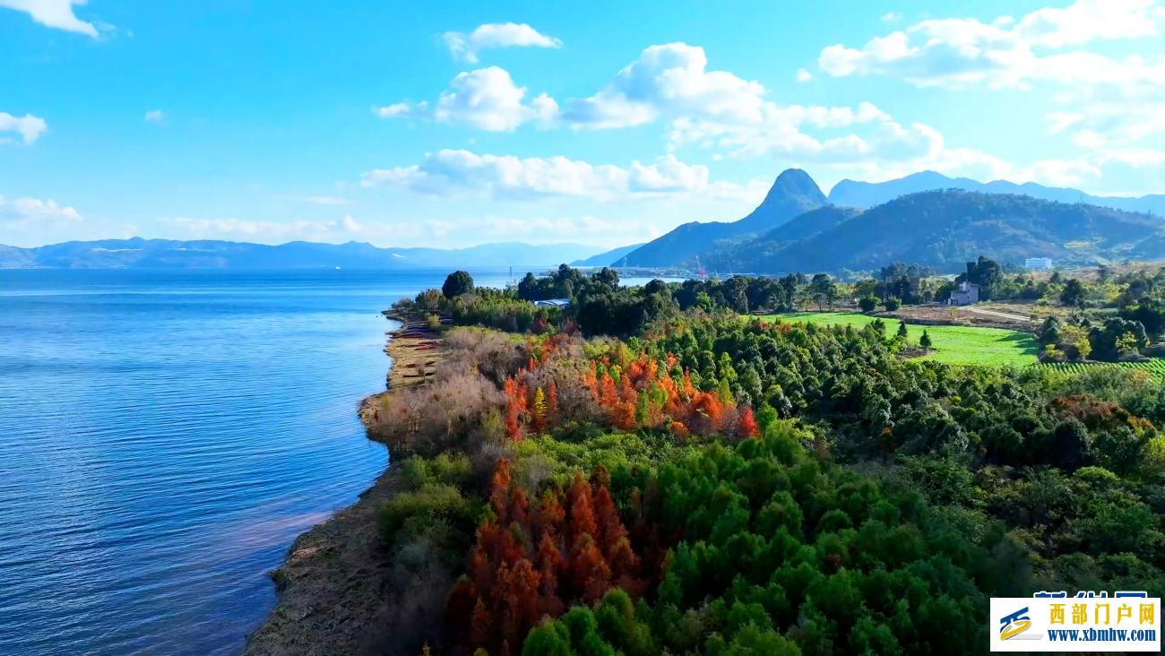 冬日抚仙湖：红杉灼灼 碧水悠悠(图2)