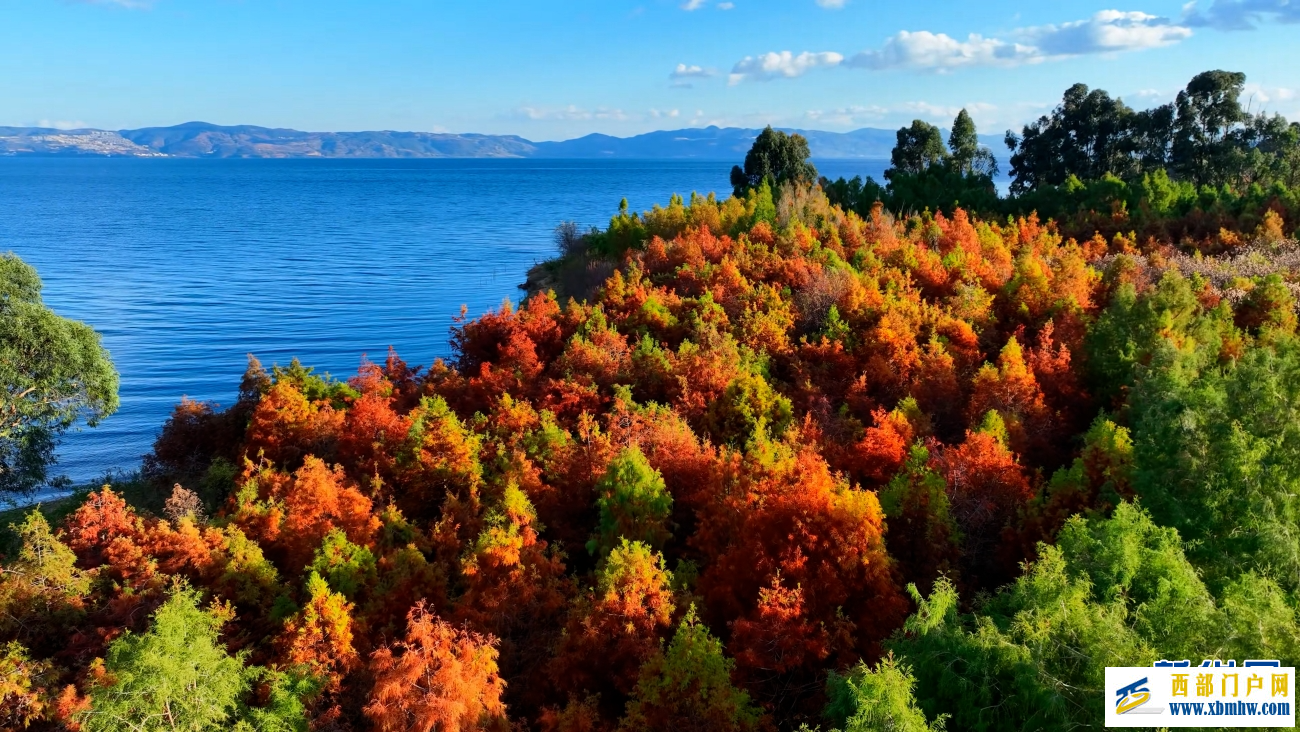 冬日抚仙湖：红杉灼灼 碧水悠悠(图3)