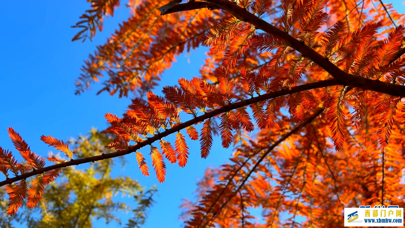 冬日抚仙湖：红杉灼灼 碧水悠悠(图5)