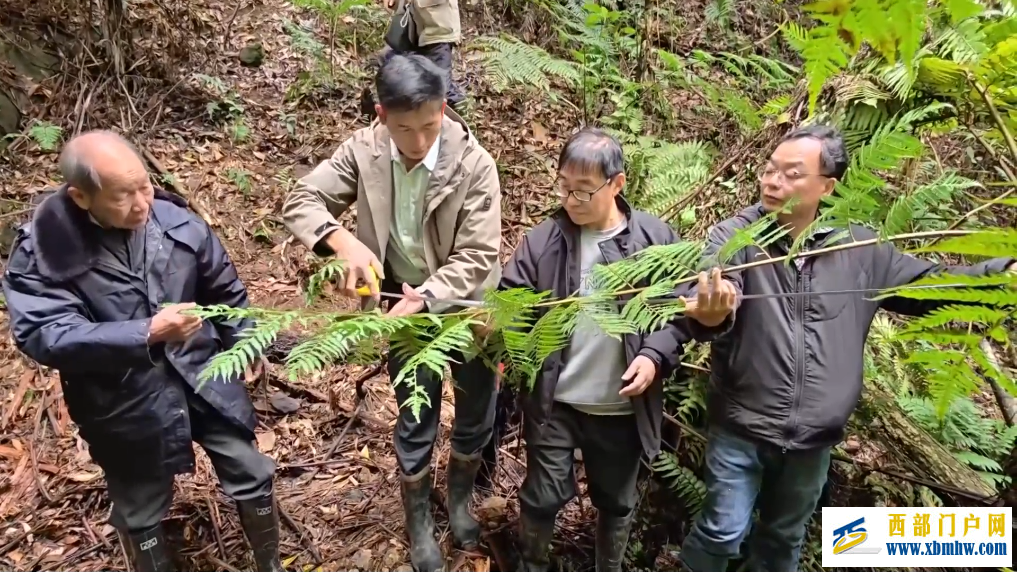 广西融安发现密集桫椤天然种群 曾是“恐龙口粮”(图1)